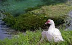 in riva al lago in riva al lago