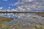 Giara di Gesturi, primavera, dopo un temporale. 
uno dei tanti paulis dove fioriscono i ranuncoli acquatici