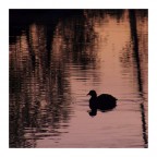 La folaga del lago di rame La folaga del lago di rame