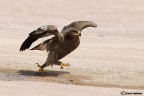 La corsa dell'aquila La corsa dell'aquila