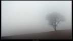 albero nella nebbia albero nella nebbia