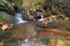 ....sottobosco