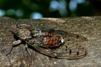 la cicala la cicala