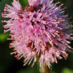 Batuffolo di rugiada Batuffolo di rugiada