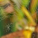 Coltivazione di perle Coltivazione di perle