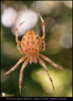 Ancora una foto del secondo ragno crociato scovato nel mio giardino.
Piuttosto schivo, si  conceduto solo ad un paio di scatti.

Niente versione HR, non merita.