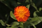 Arancio Fiore Arancio Fiore