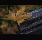 si sta come d'autunno..... si sta come d'autunno.....