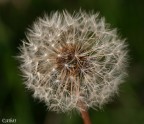 Mi sono cimentato anch'io nella classica foto del soffione! :D

Canon 350D + Tamron90

f/9
1/125
ISO 100
no flash

Scatto in HD: http://img262.imageshack.us/img262/4511/80731043.jpg