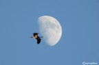 La luna e la cicogna (nera) La luna e la cicogna (nera)