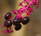 Il viola va di moda... Il viola va di moda...