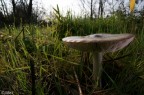 Primo esperimento di "macro ambientata"...

f/11
1/200
ISO 100
2 piccoli flash indirizzati verso il fungo.

Canon 350D + Sigma 17-70@17mm

Link HD: http://a.imagehost.org/view/0247/asd