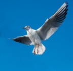 Il Gabbiano Il Gabbiano