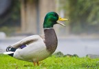 Prima uscita con il Gruppo fotografico "La Mole".
Suggerimenti e critiche sempre ben accetti.