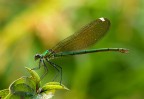 Calopteryx splendes (f) Calopteryx splendes (f)