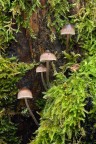 Mycena 1 Mycena 1
