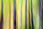 Forest Forest