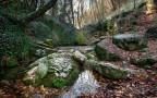Fantasy Wood