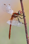Sympetrum fonscolombii maschio Sympetrum fonscolombii maschio