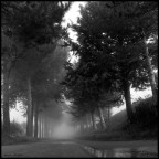 alberi nella nebbia alberi nella nebbia