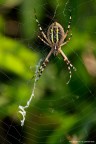 Argiope Argiope