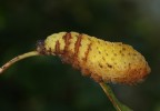Crisalide