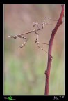 Eleganza Mortale