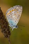 Polyommatus icarus Polyommatus icarus