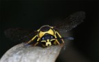 ...Giallo E Nero...!!!