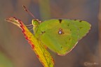 .....la mia prima Colias Crocea