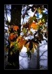luce tra gli alberi luce tra gli alberi