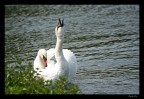 Swan Swan
