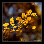 Giallo autunno Giallo autunno