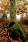 radice di castagno d'autunno