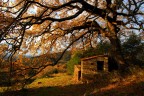 il mio pollaio sotto il ramo della quercia