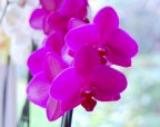 Orchidee 1 Orchidee 1