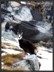 Parco del Gran Paradiso, Eos 7d, 24-105, prima ciaspolata dell'inverno nuovo