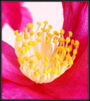 Cuore di una....camelia Cuore di una....camelia