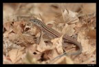 Lucertola a striscie degli altopiani - Cnemidophorus velox Lucertola a striscie degli altopiani - Cnemidophorus velox
