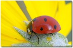 L'eterna Coccinella L'eterna Coccinella