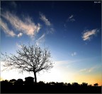 Accentuata Accentuata