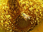 Giallo Giallo