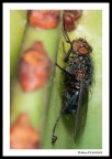 ...the fly... ...the fly...