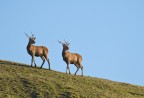 Cervi gemelli sull'Appennino Cervi gemelli sull'Appennino