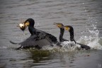 Contesa tra cormorani Contesa tra cormorani
