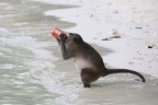 Monkeys beach, Phi Phi Island, Thailand