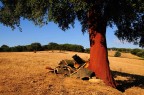 le sughee vengono sbucciate d'estate e i colori esplodono