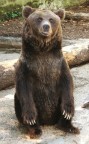 Koda fratello orso Koda fratello orso