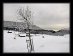 Fiori d'inverno