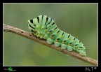 Papilio Macaon